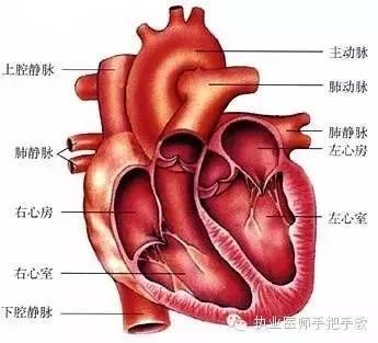 轻松记住心内科基础知识
