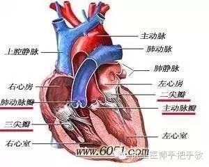 轻松记住心内科基础知识
