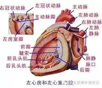 轻松记住心内科基础知识
