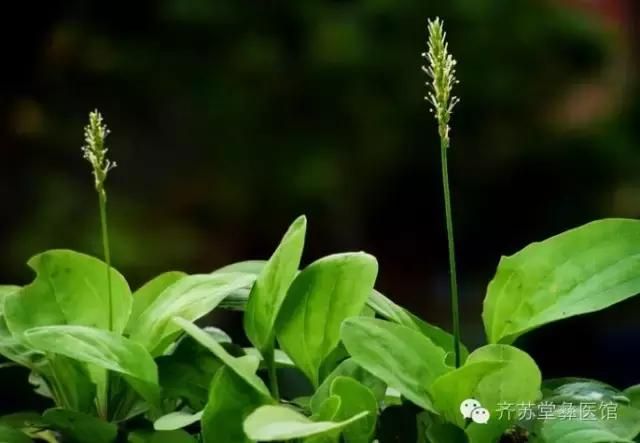 小草有奇功，你知道蛤蟆菜治什么病吗