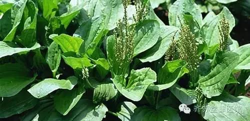 小草有奇功，你知道蛤蟆菜治什么病吗