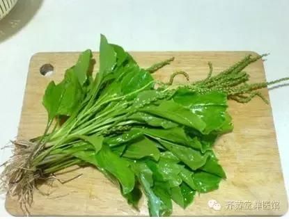 小草有奇功，你知道蛤蟆菜治什么病吗