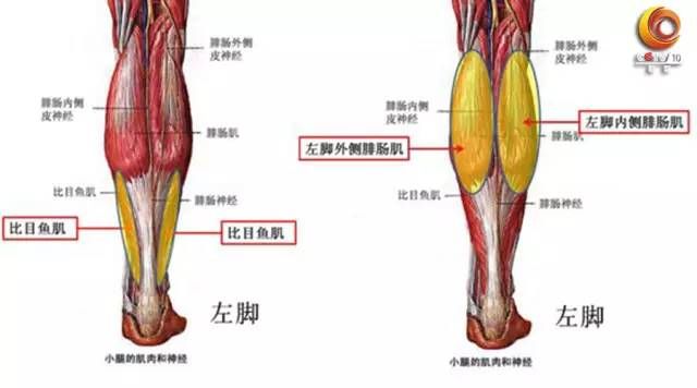 腿部酸软为哪般