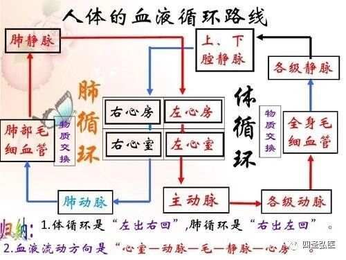 中医有四大顽疾：风，劳，臌，膈*肝腹水(肖春宏老师)