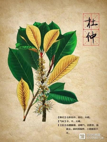 一个治腰腿痛的良方