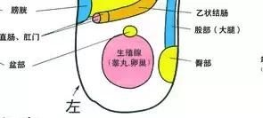 每天按几下都能长高的穴位