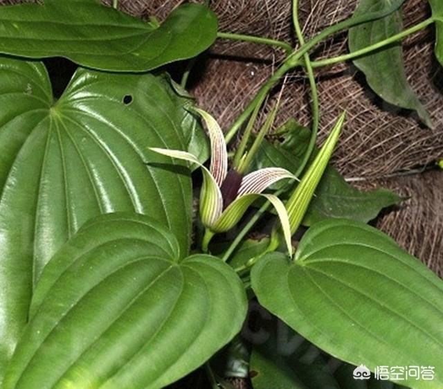 中药百部泡水喝有什么功效