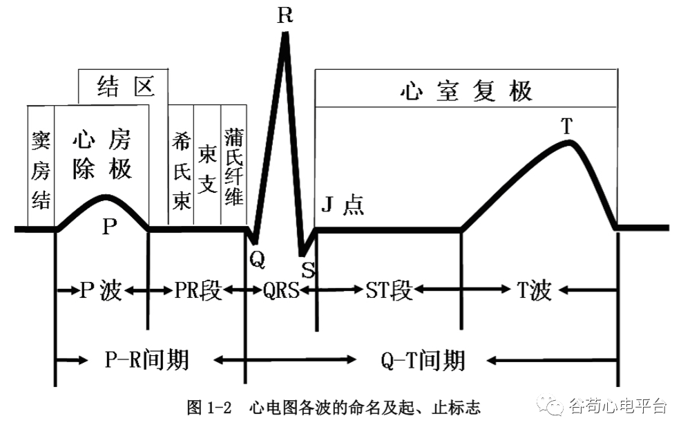 盘点正常心电图波形及各波的临床意义，收藏起来！