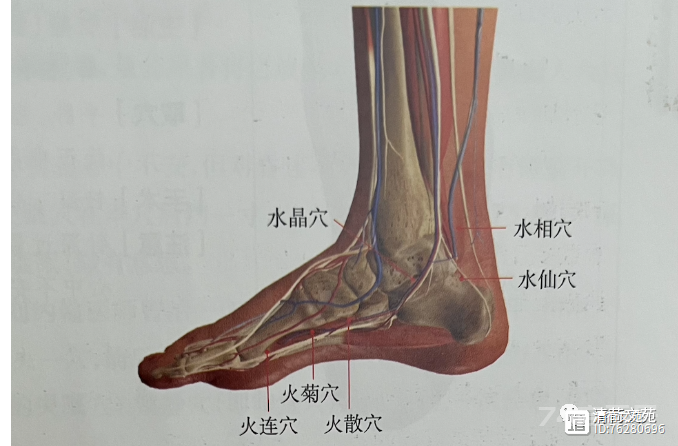 董穴六六部位：火连穴、  火菊穴、火散穴、水晶穴、  水仙穴