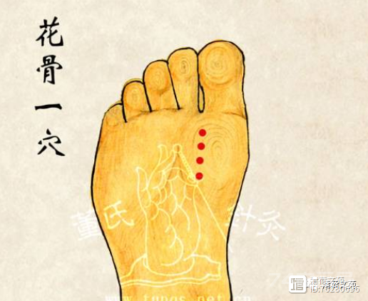 董穴六六部位：火连穴、  火菊穴、火散穴、水晶穴、  水仙穴