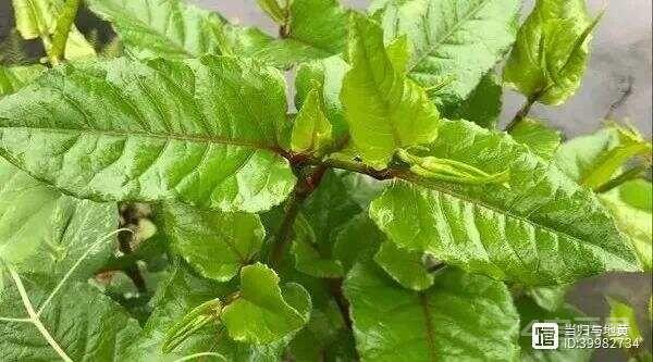 一个中成药，既补脾虚，又除肝瘀