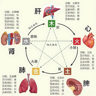 中医自学整理二（脏腑对应五行汇总）