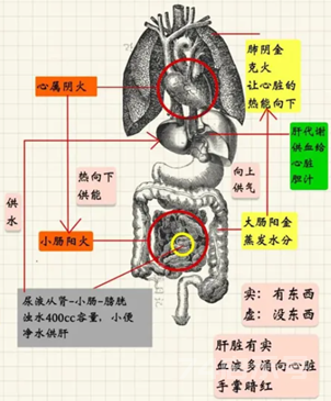 中医自学整理二（脏腑对应五行汇总）