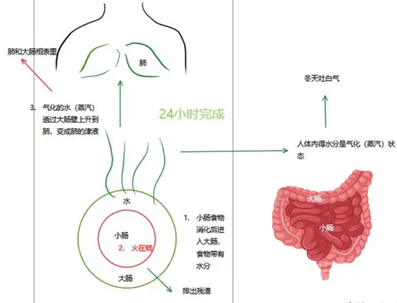 中医自学整理二（脏腑对应五行汇总）