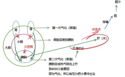 中医自学整理二（脏腑对应五行汇总）