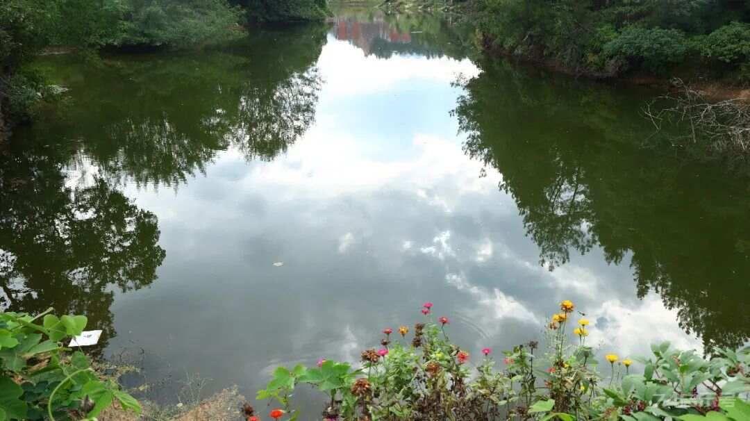 一个不起眼的野草，是消肿灵药，水肿、气肿、肠痈肿，它都能治