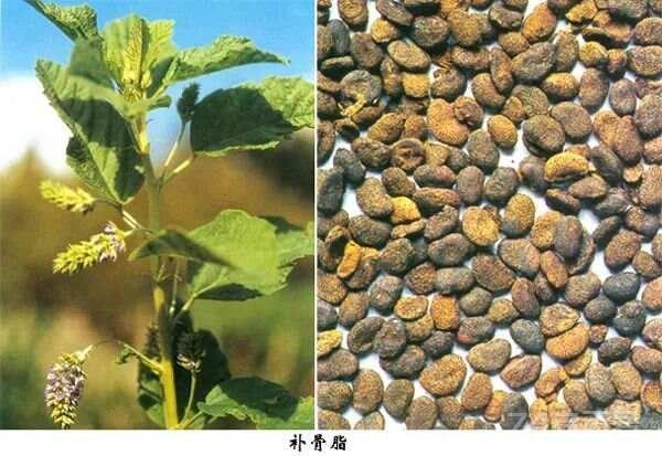 治疗阳痿特效方，绝对是万里挑一的男人性福方