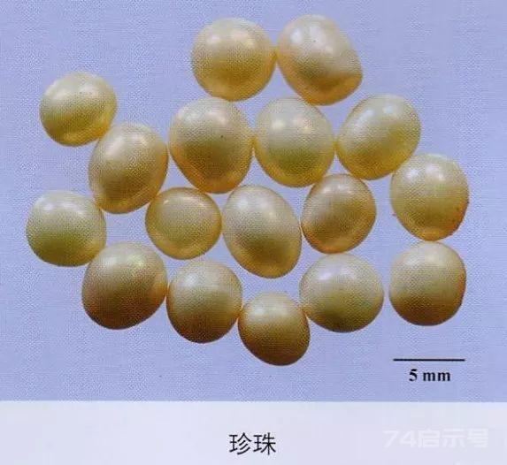 200味中药彩图谱，带图带功效，让你秒懂中药材！
