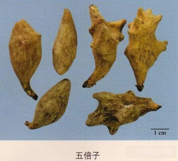 200味中药彩图谱，带图带功效，让你秒懂中药材！