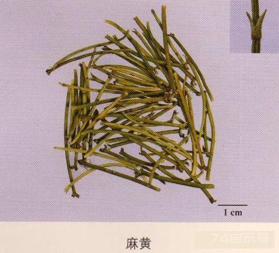 200味中药彩图谱，带图带功效，让你秒懂中药材！