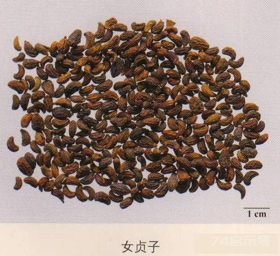 200味中药彩图谱，带图带功效，让你秒懂中药材！