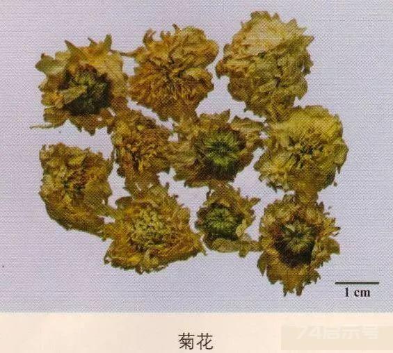 200味中药彩图谱，带图带功效，让你秒懂中药材！