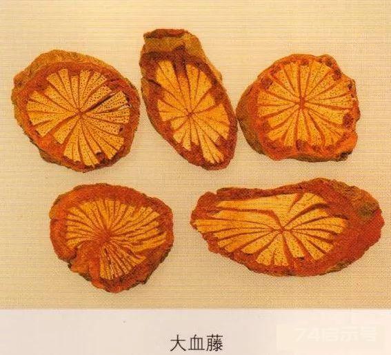 200味中药彩图谱，带图带功效，让你秒懂中药材！