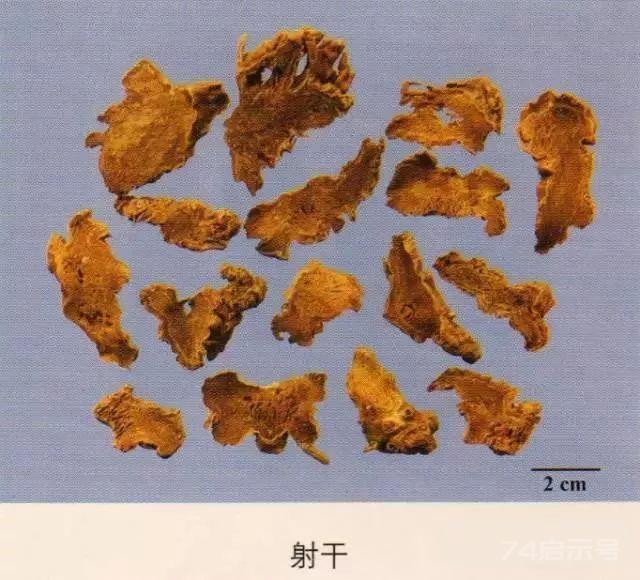 200味中药彩图谱，带图带功效，让你秒懂中药材！