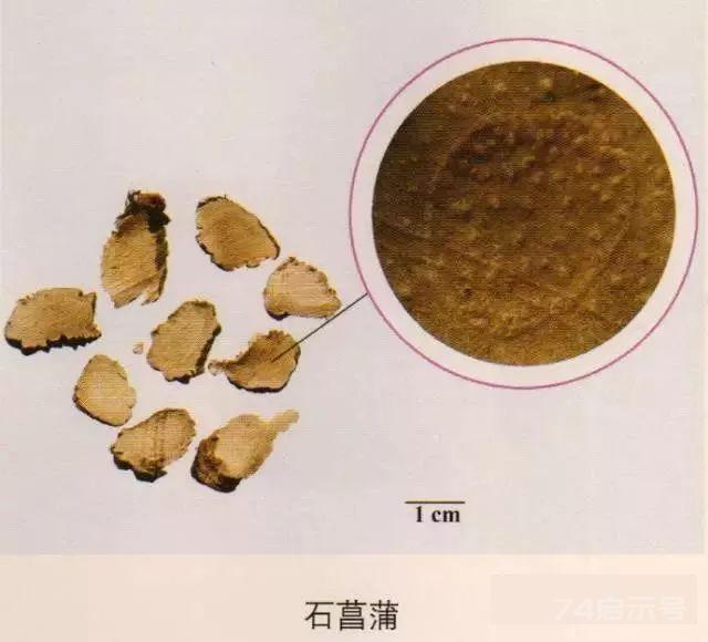 200味中药彩图谱，带图带功效，让你秒懂中药材！