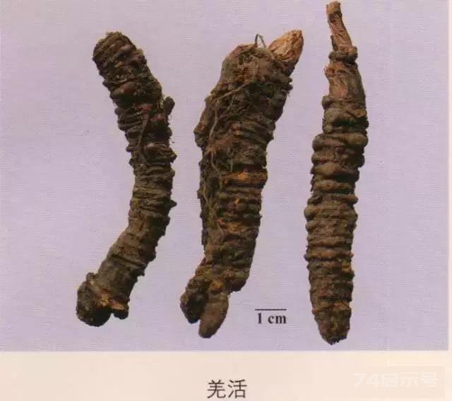 200味中药彩图谱，带图带功效，让你秒懂中药材！