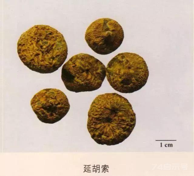 200味中药彩图谱，带图带功效，让你秒懂中药材！
