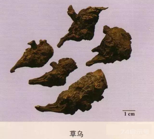 200味中药彩图谱，带图带功效，让你秒懂中药材！
