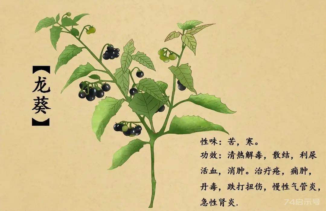 抗癌良药——龙葵，清热解毒，消肿散结，随处可见的“癌肿消”