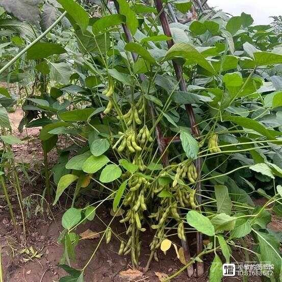 脑不萎缩，80也不痴呆，建议老年人：多吃这“健脑菜”，补脑益智