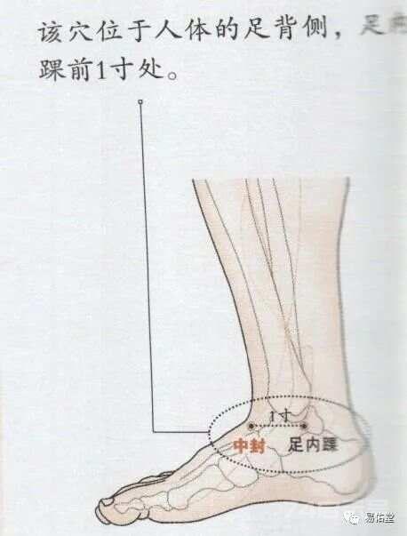 中封穴~以土封藏之穴，护肝要穴，治遗精，带下，疝气，崩漏，尿频