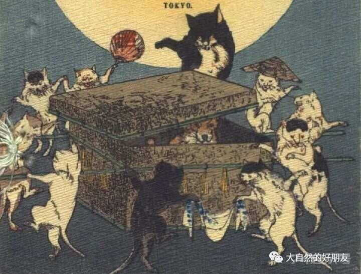 怪谈 | 日本妖猫（化け猫）的来源与“猫騒動”传说