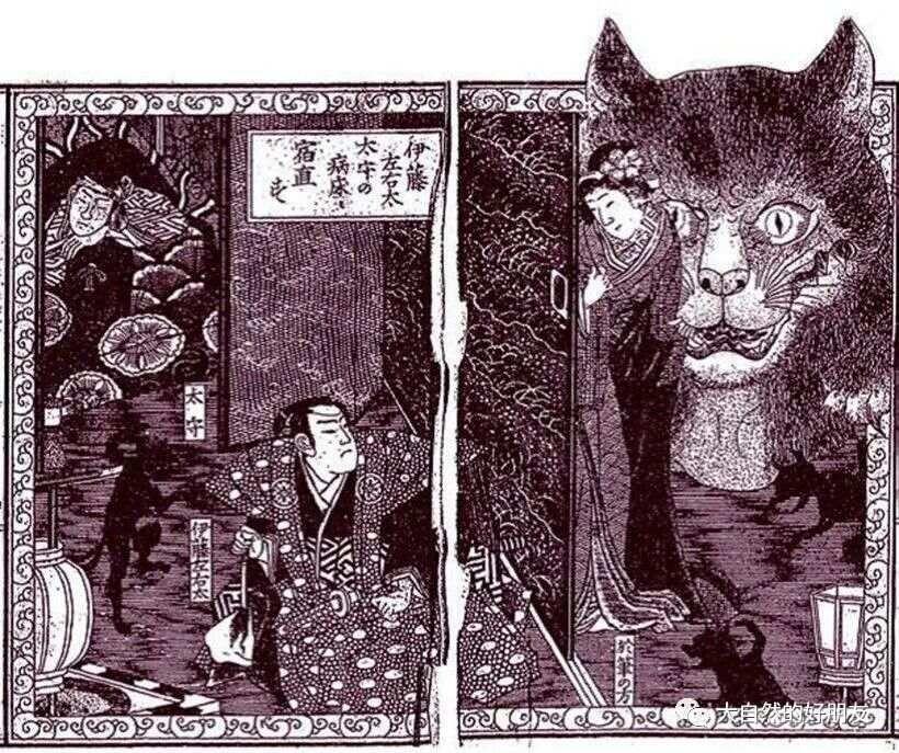 怪谈 | 日本妖猫（化け猫）的来源与“猫騒動”传说