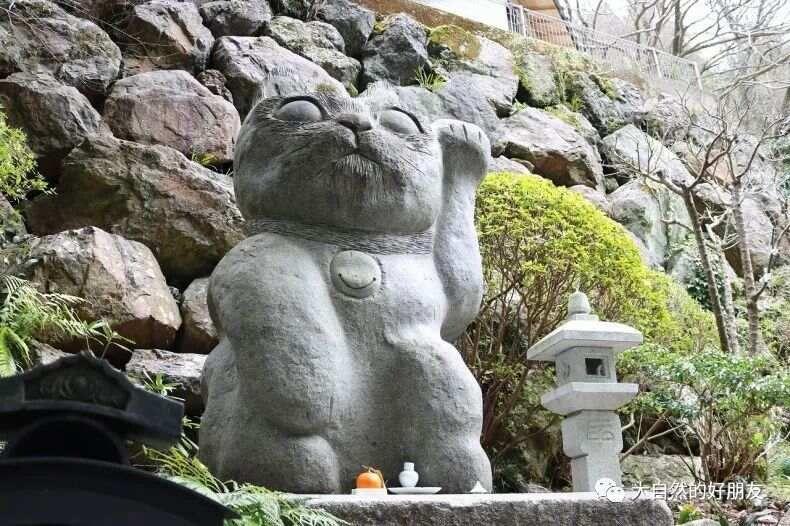 怪谈 | 日本妖猫（化け猫）的来源与“猫騒動”传说
