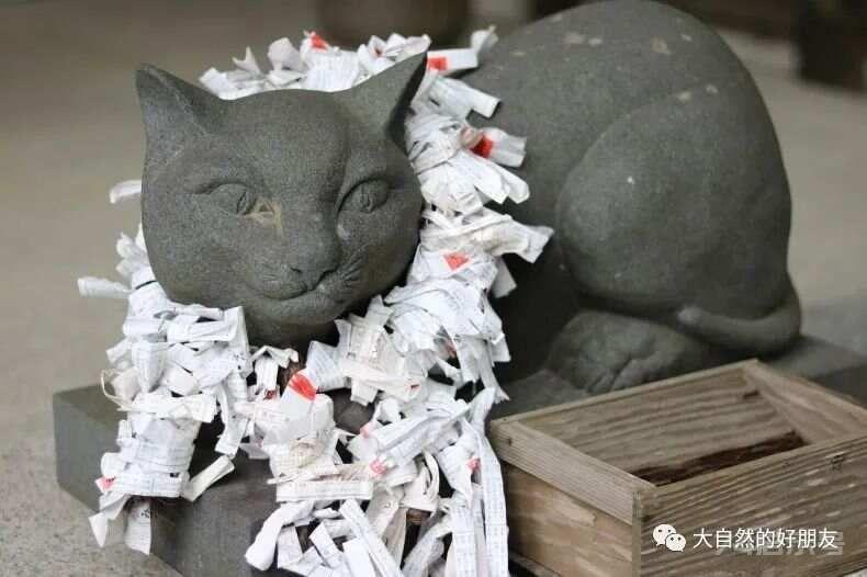 怪谈 | 日本妖猫（化け猫）的来源与“猫騒動”传说