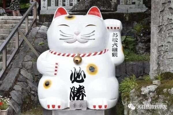 怪谈 | 日本妖猫（化け猫）的来源与“猫騒動”传说