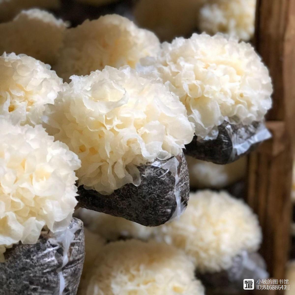 “秋食白，病远离”！进入深秋，建议多吃这样“白食”，活力满满