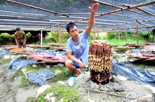 一朵灵芝能救活10人性命 方法简单 您知道了就是当代“李时珍”