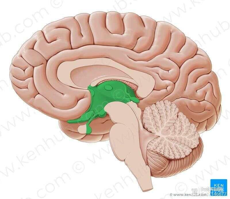 是间脑的最大