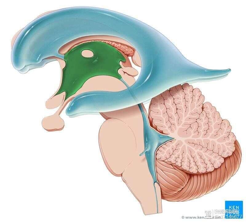 是间脑的最大