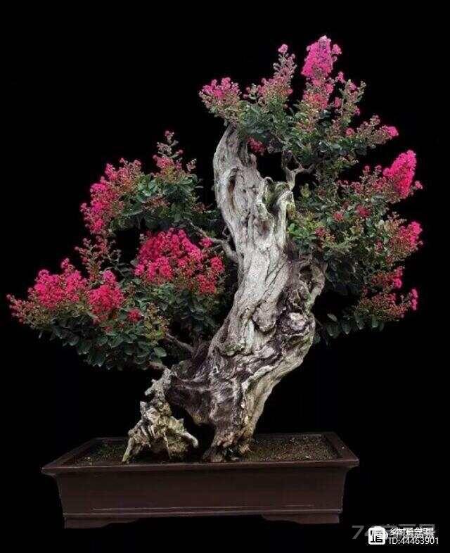 正在失传的中医望诊：甲印诊法
