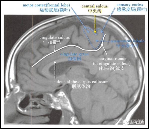 人手一册史上最详细的高清头颅MR解剖
