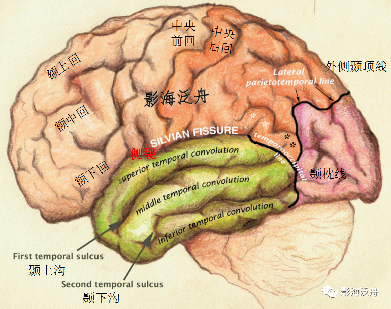 人手一册史上最详细的高清头颅MR解剖