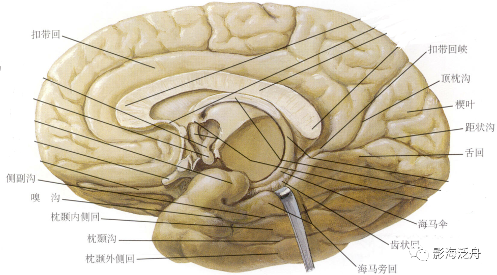 人手一册史上最详细的高清头颅MR解剖
