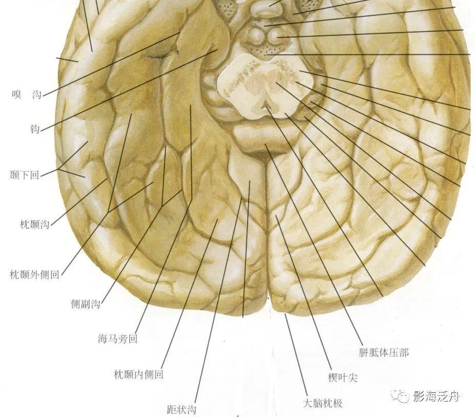 人手一册史上最详细的高清头颅MR解剖