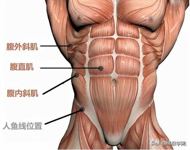 核心肌群各部位解剖要点详解